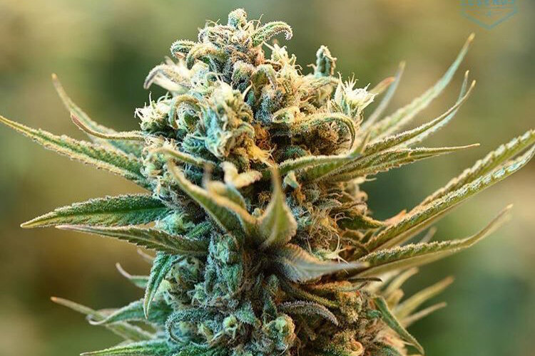 Budtender's Favorite Zips