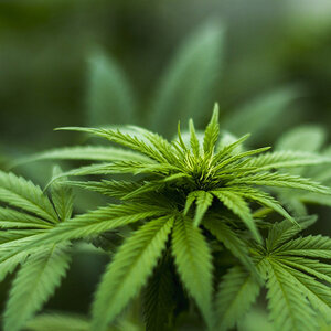 Green Valley Management cannabis
