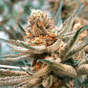 Mama J's cannabis